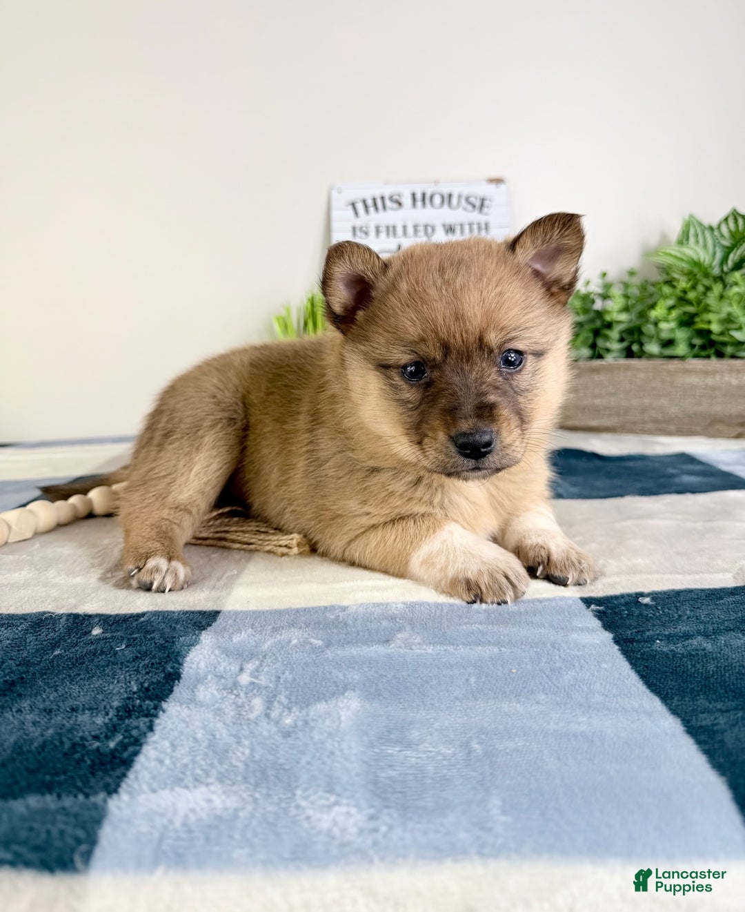 Mixed Breed dogs for sale: Pearl  - Ad 2