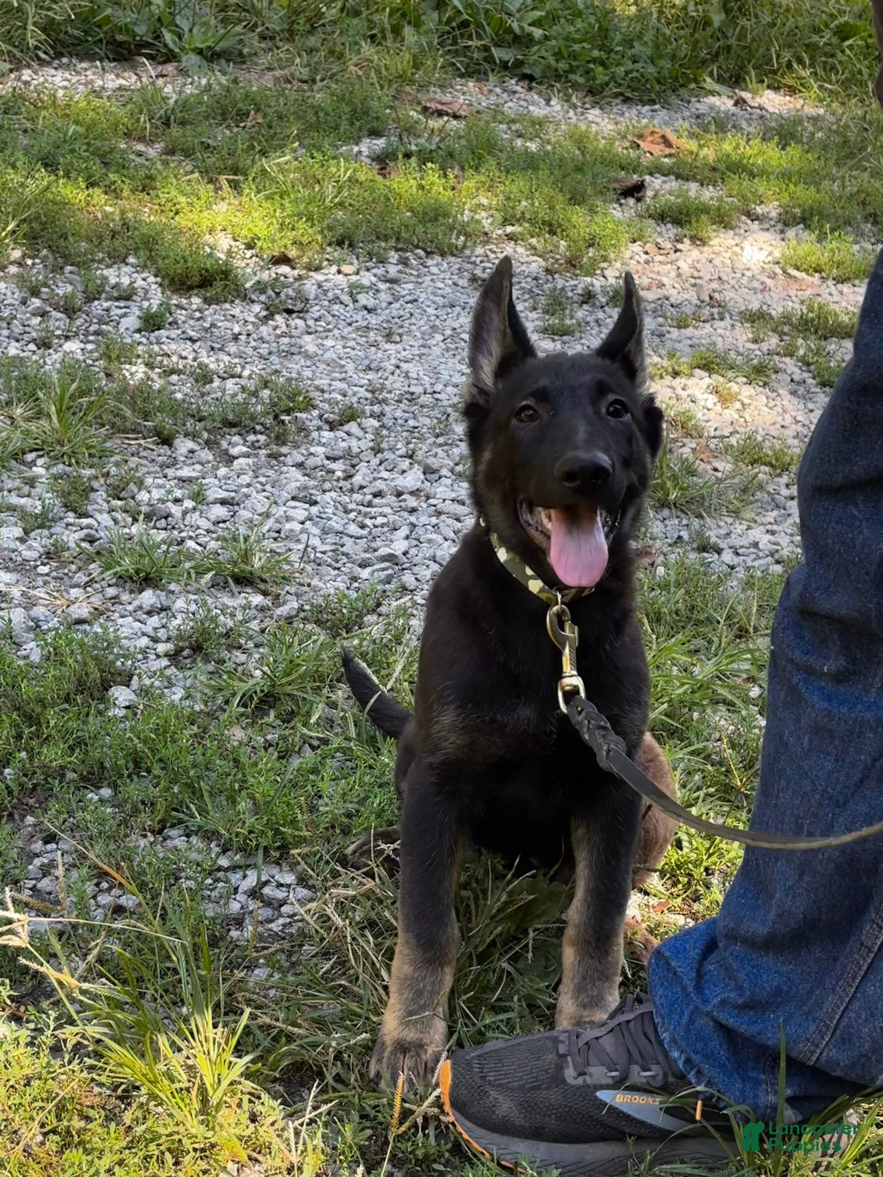 German Shepherd dogs Dolly - Ad 2