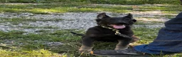 German Shepherd dogs for sale: Dolly - Ad 2