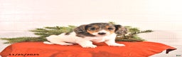 Miniature Dachshund dogs for sale: Starla - Ad 2
