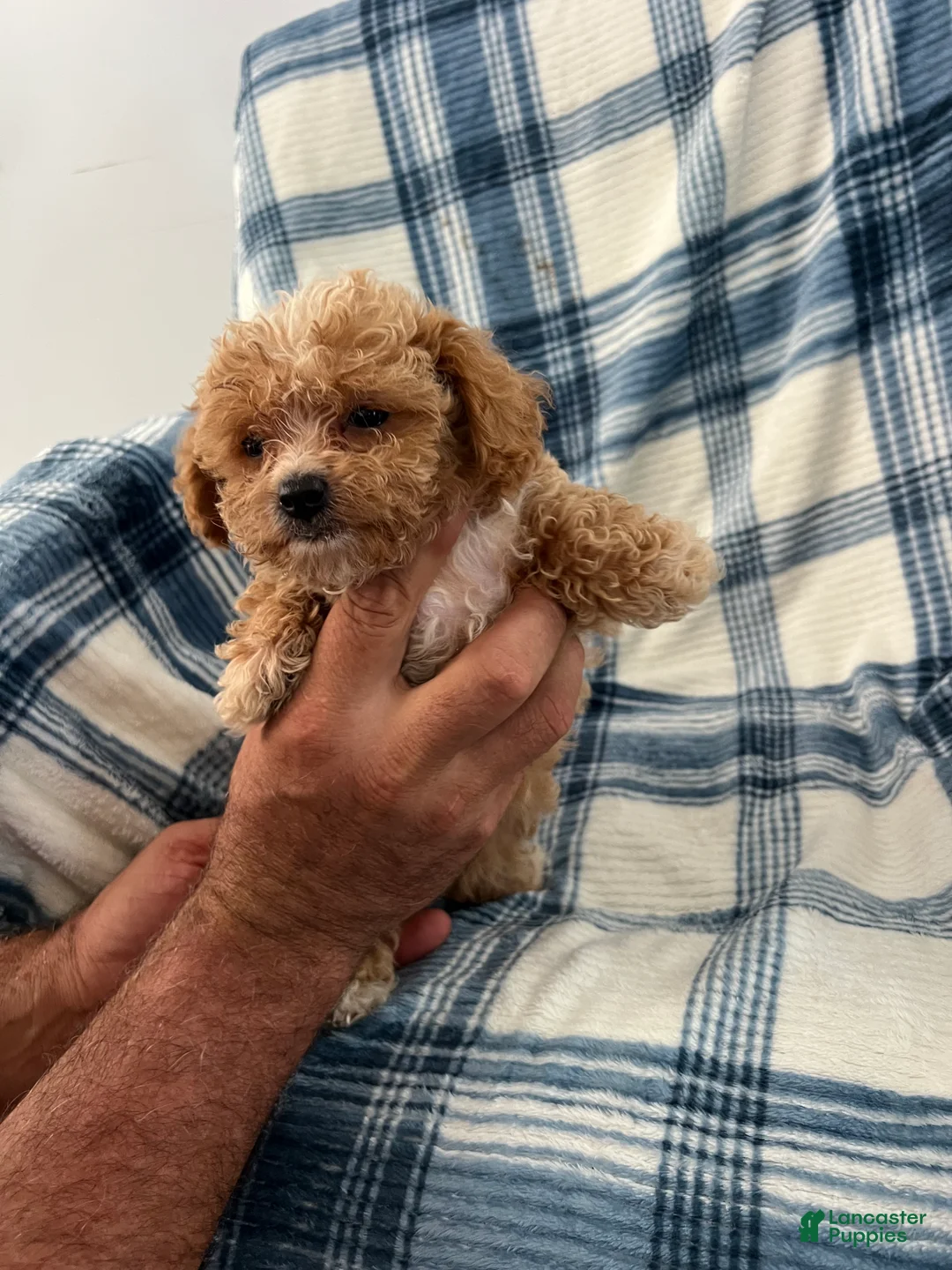 Shihpoo dogs for sale: Terry-Boy-Shihpoo 3 - Ad 1