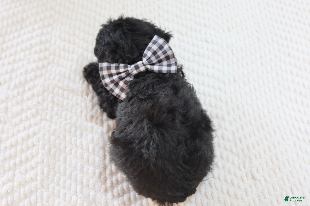 Toy Poodle dogs for sale: Rudolph - Ad 2