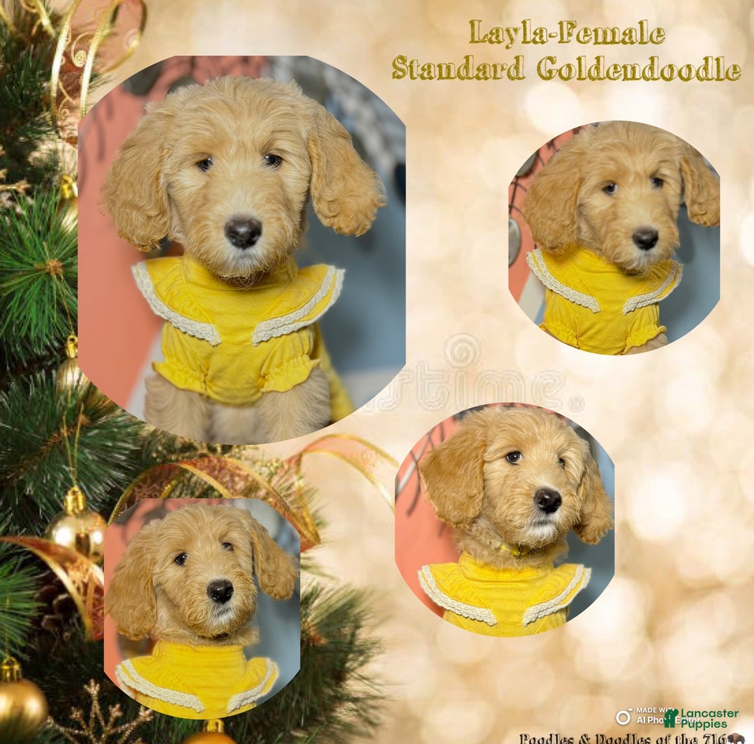 Goldendoodle dogs for sale: Layla - Ad 1
