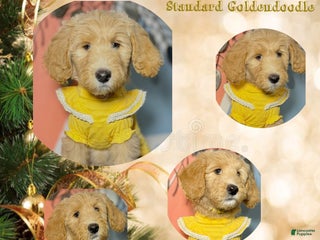 Goldendoodle dogs Layla - Ad 3