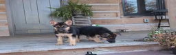 German Shepherd dogs for sale: Belle - Ad 6