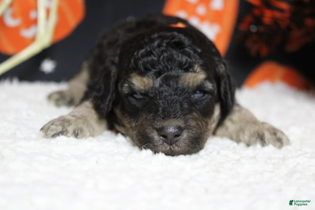Toy Poodle dogs for sale: Marco  - Ad 2