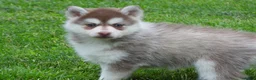 Pomsky dogs for sale: Sadie - Ad 5