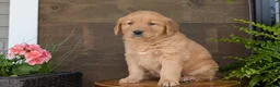 Golden Retriever dogs for sale: Kelsey - Ad 6