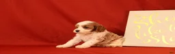 Cavapoo dogs for sale: Gia - Ad 4