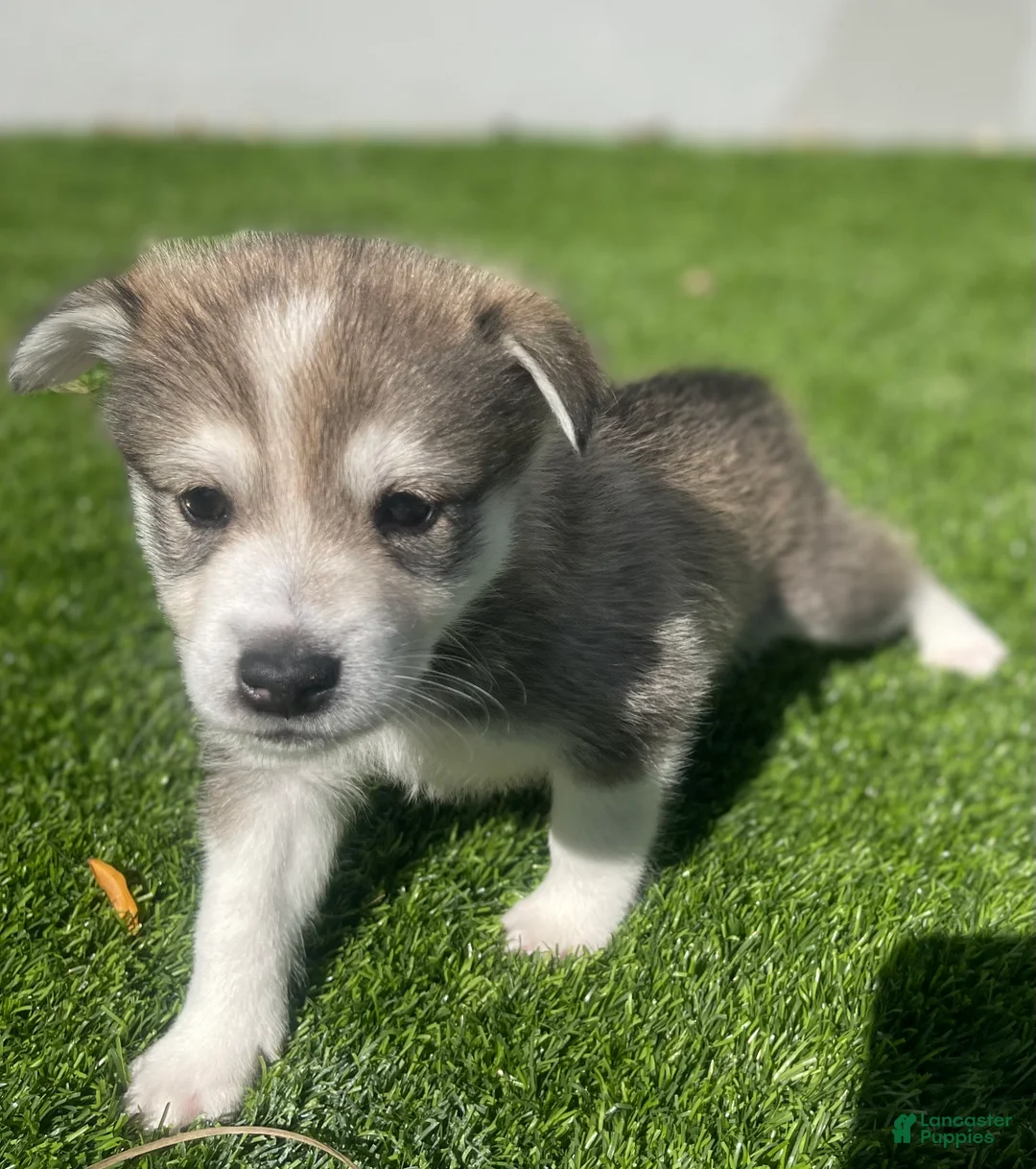 Alaskan Klee Kai dogs for sale: Vermax - Ad 1