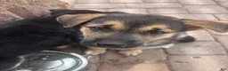 Gerberian Shepsky dogs for sale: Ginny - Ad 3