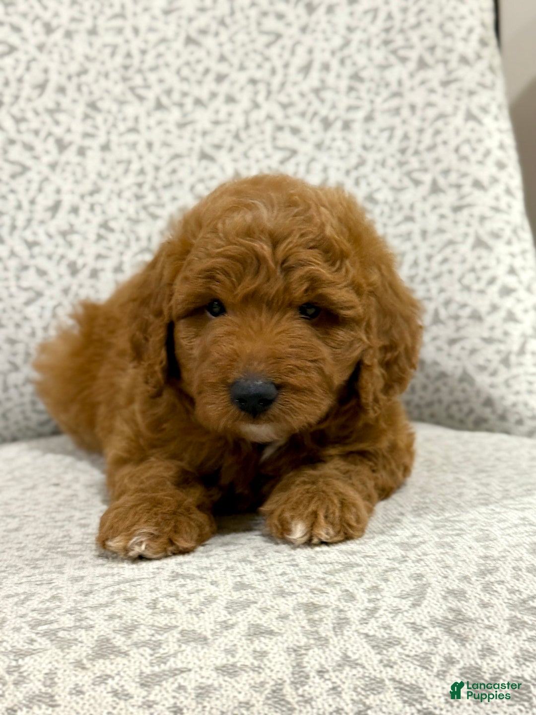 Goldendoodle dogs for sale: Pearl - Ad 4