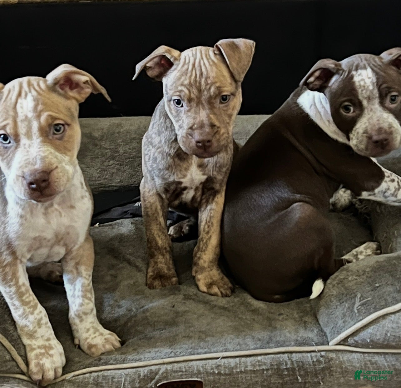 American Bully dogs Zeuss  - Ad 1