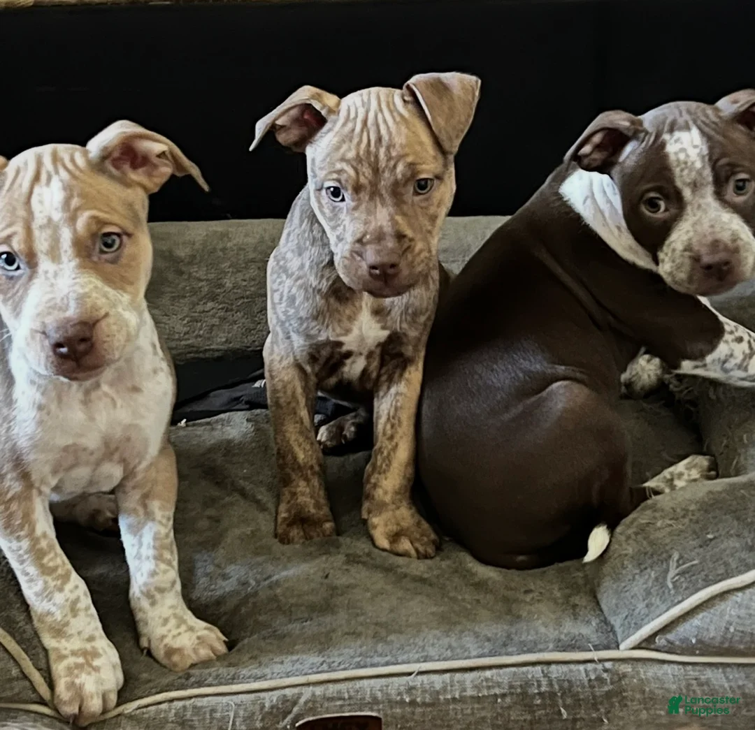 American Bully dogs for sale: Zeuss  - Ad 1