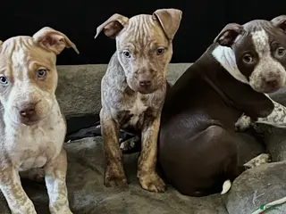 American Bully dogs for sale: Zeuss - Ad 1