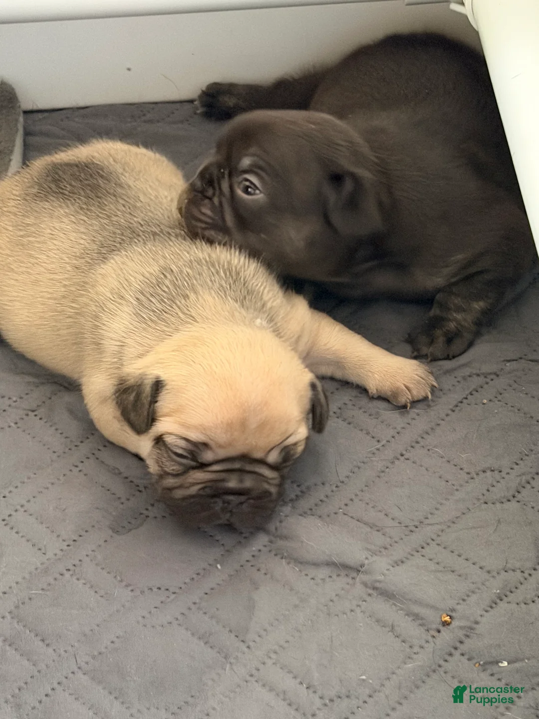 French Bulldog dogs for sale: French Bulldog Puppy 3 - Ad 3