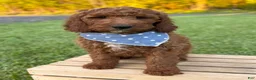 Irish Doodle dogs for sale: Copper - Ad 17