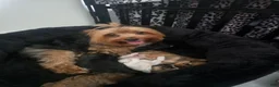 Morkie dogs for sale: Morkie 3 - Ad 2