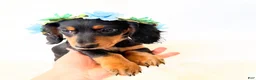 Miniature Dachshund dogs for sale: AKC Badger - Ad 9