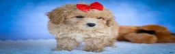 Bichpoo dogs for sale: Nixie🩷  - Ad 10