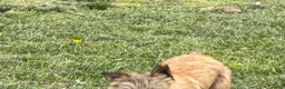 Cairn Terrier dogs for sale: Emma  - Ad 5