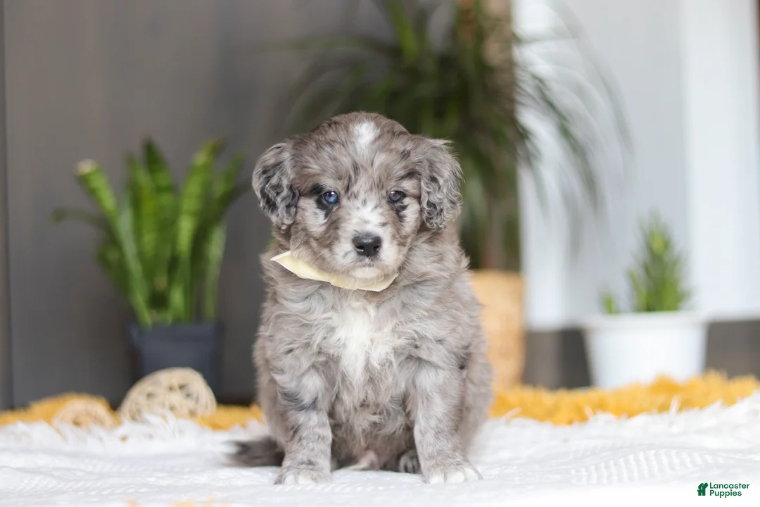 Mixed Breed dogs for sale: Canyon - Ad 4