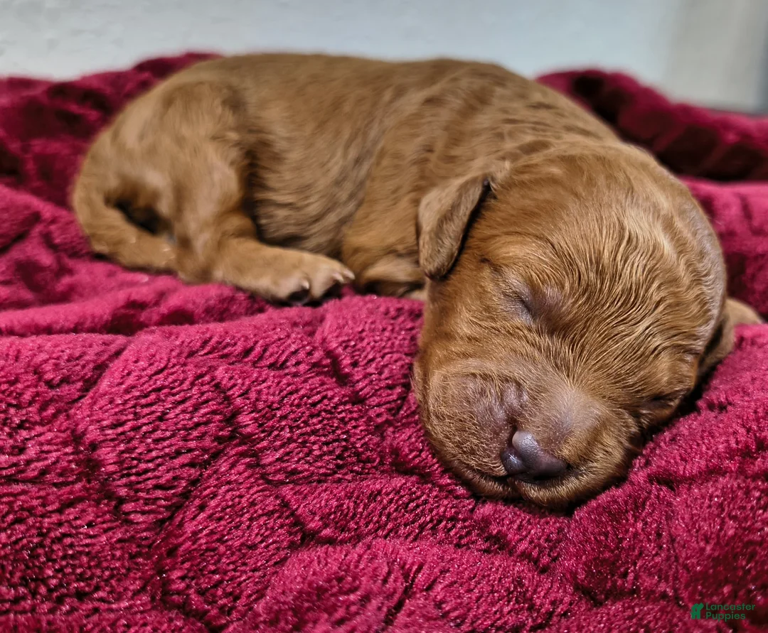 Mini Goldendoodle dogs for sale: Teddy Roo - Ad 1