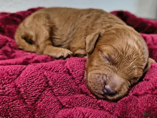 Mini Goldendoodle dogs Teddy Roo - Ad 12