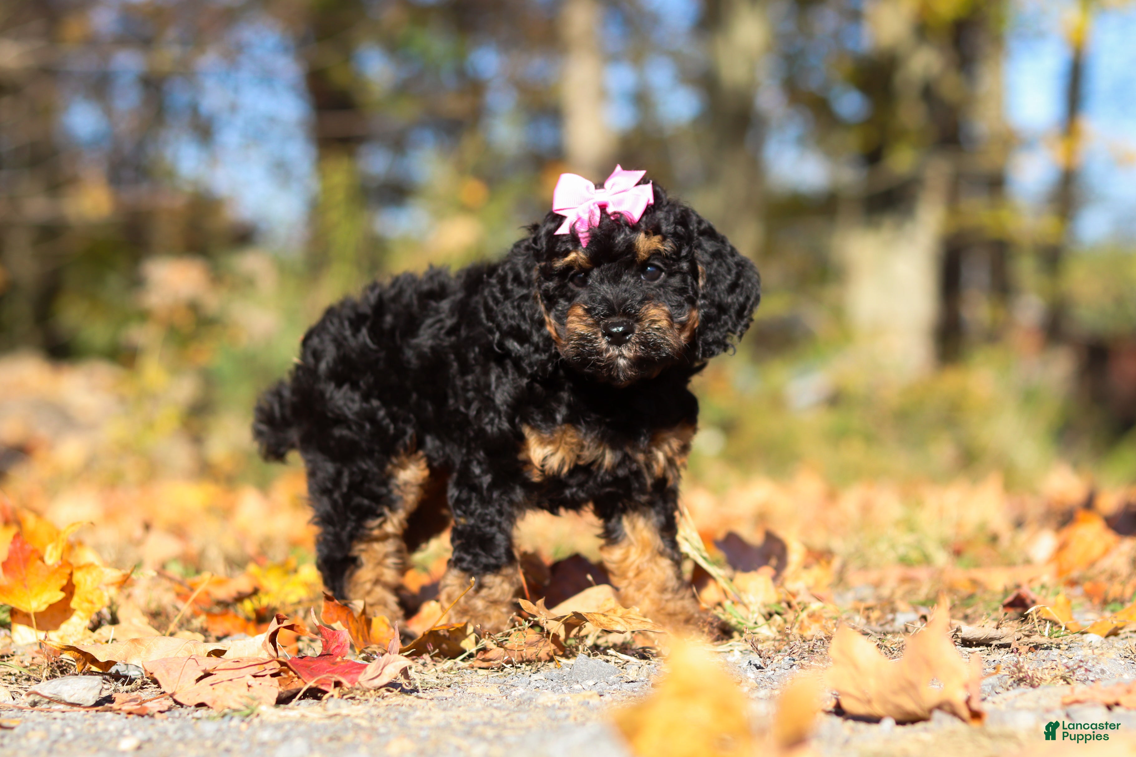 Miniature Poodle dogs for sale: Sophia (AKC) - Ad 2