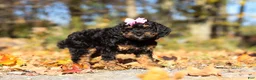 Miniature Poodle dogs for sale: Sophia (AKC) - Ad 2