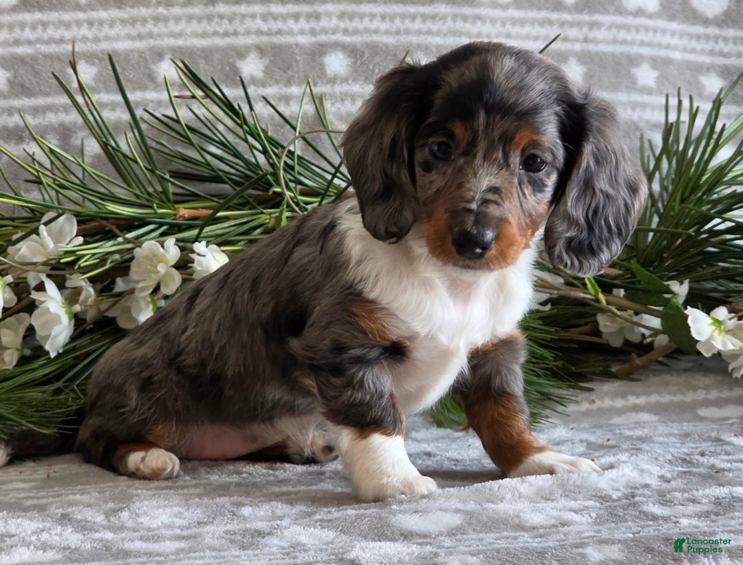 Miniature Dachshund dogs for sale: Daisy - Ad 4