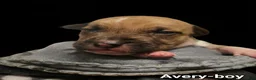 American Bully dogs for sale: Avery - Ad 6