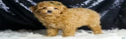 Toy Poodle dogs for sale: Mannie - Ad 4