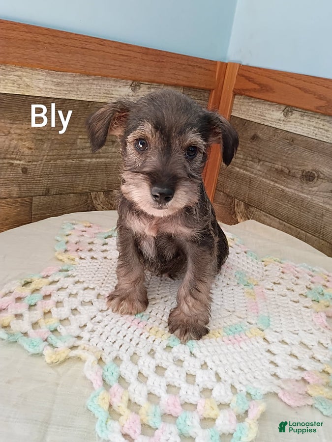 Bly (Miniature Schnauzer, Male) in Vermontville, MI
