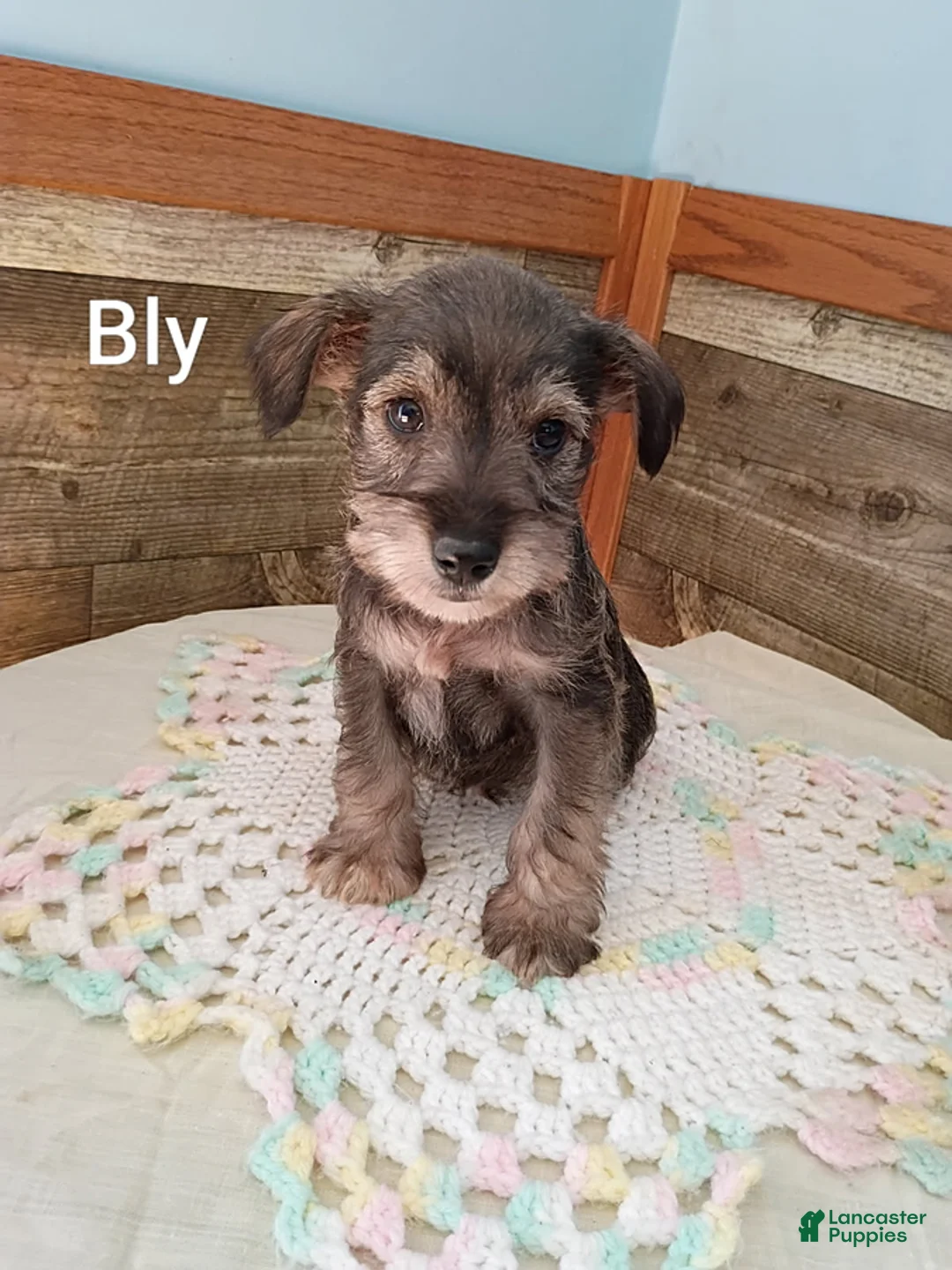 Miniature Schnauzer dogs for sale: Bly - Ad 1