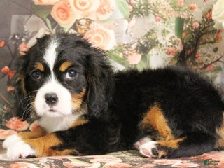Miniature Bernese Mountain Dog dogs - Ad 1