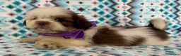 Shih Tzu dogs for sale: Shih Tzu 2 - Ad 3