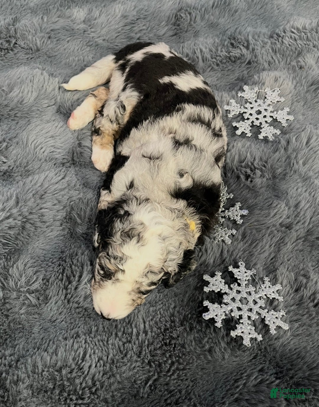 Bernedoodle dogs for sale: Raya - Ad 4