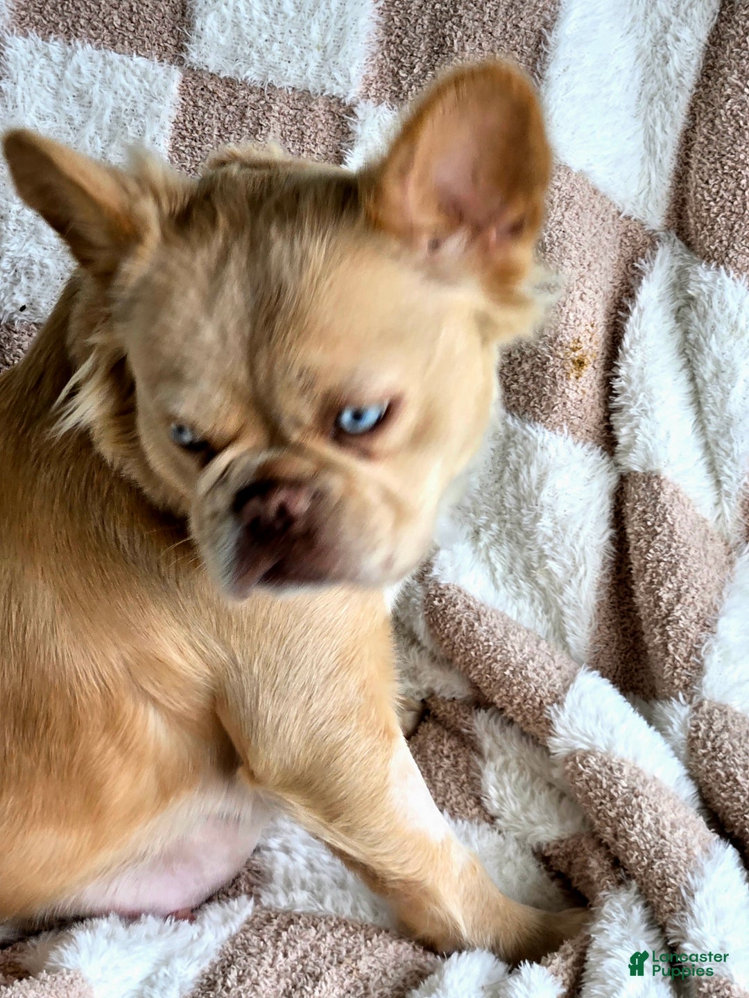 French Bulldog dogs for sale: Zari - Ad 2