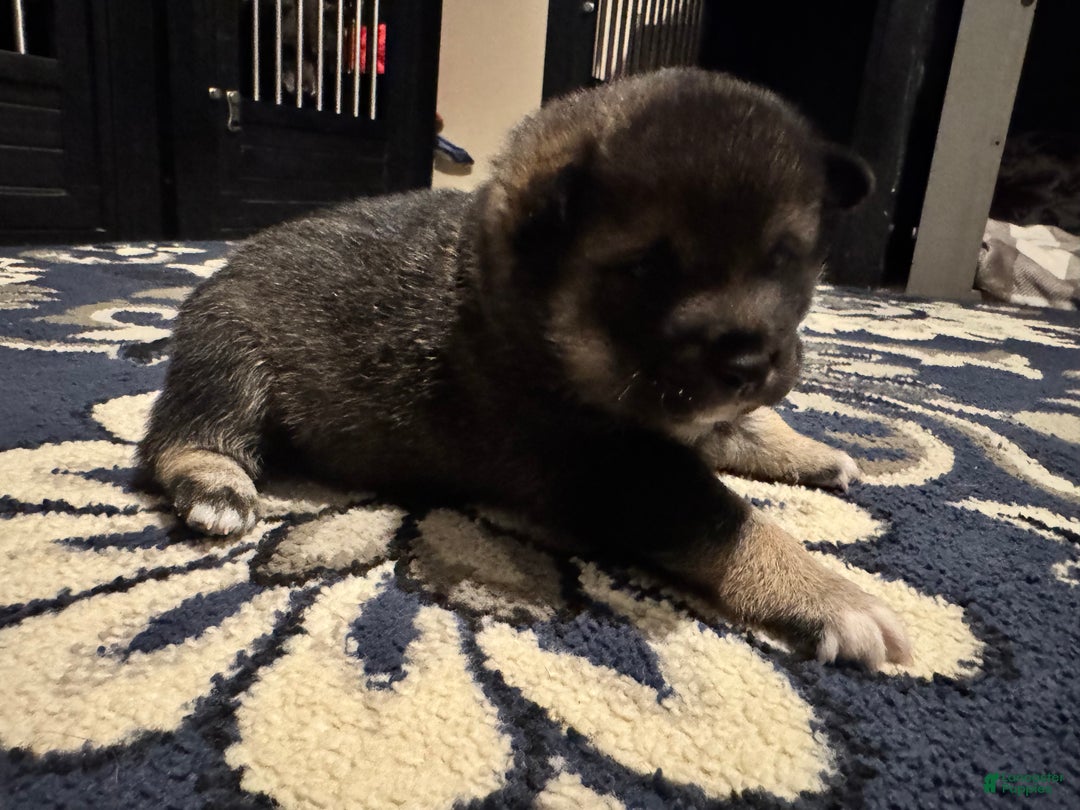Shiba Inu dogs for sale: Shiba Inu Puppy 1 - Ad 10