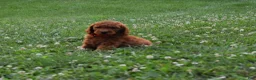 Standard Poodle dogs for sale: Rosa moyen - Ad 4