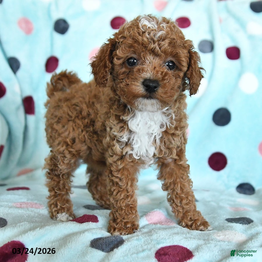 Miniature Poodle dogs Helen - Ad 2
