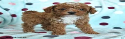 Miniature Poodle dogs for sale: Helen - Ad 2