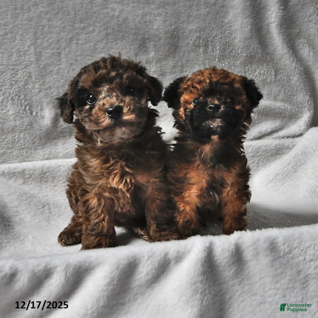 Toy Poodle dogs for sale: Braden - Ad 3