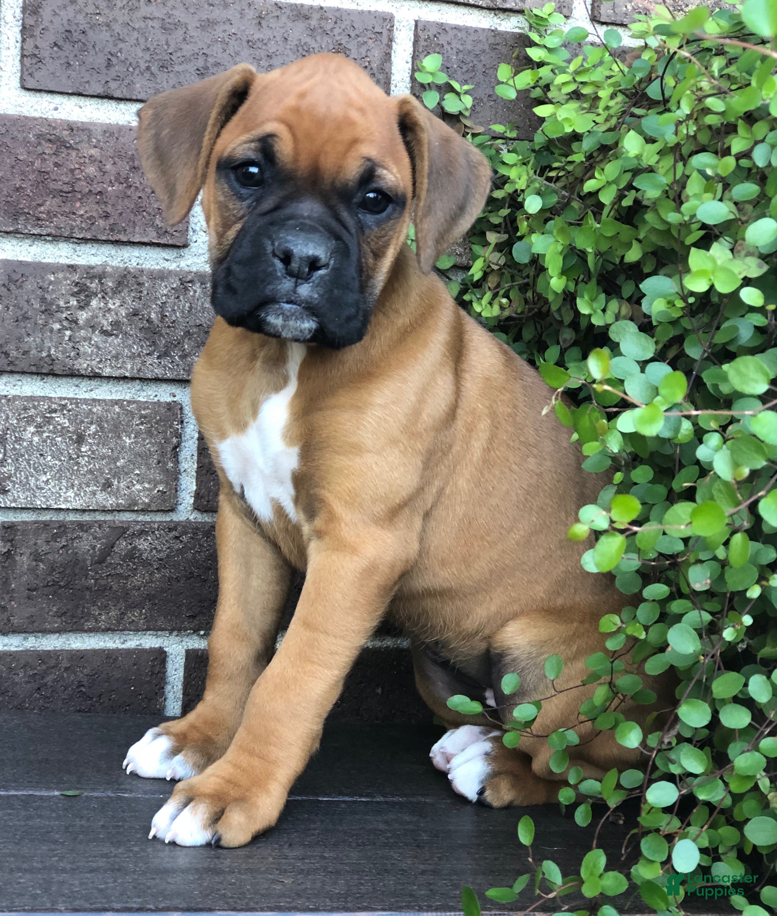 Boxer dogs Amber - Ad 2
