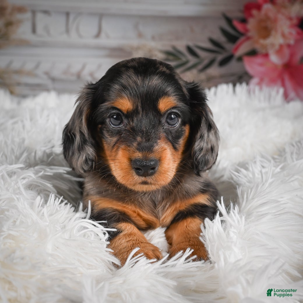 Miniature Dachshund dogs AKC-Jewel - Ad 1