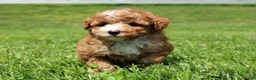 Miniature Poodle dogs for sale: AKC Blaze - Ad 8