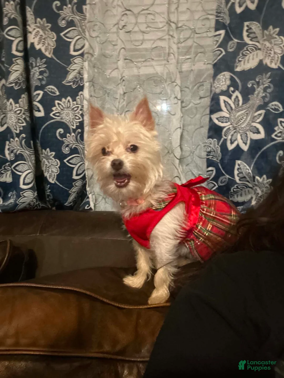Yorkshire Terrier dogs for sale: Yorkshire Terrier Puppy 3 - Ad 2