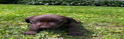 Labrador Retriever dogs for sale: Pascal - Ad 11