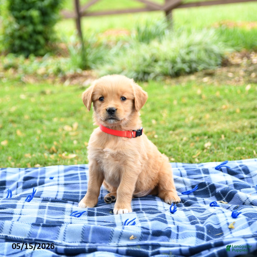 Golden Retriever dogs Cricket - Ad 1